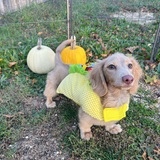 Entry image for Watson
