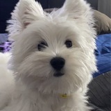 Entry image for Lexi