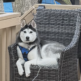Entry image for Kiko 