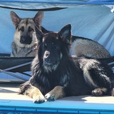 Entry image for JERSEY & LUCKY