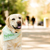 Entry image for Cooper
