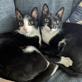 Entry image for Ollie & Elvis