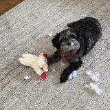 Entry image for Buddy