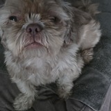 Entry image for Chewy