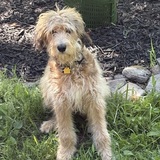 Entry image for Gracie 