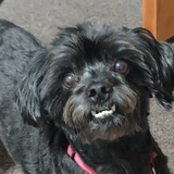 Entry image for GIGI