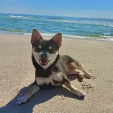 Entry image for Koda