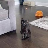 Entry image for Cleo