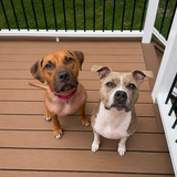 Entry image for Enzo and Mia