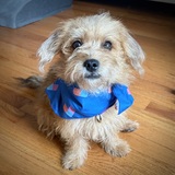 Entry image for Teddy