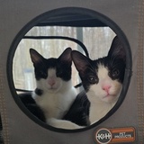 Entry image for George and Penelope