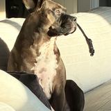 Entry image for Charlie 