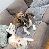 Entry image for Lola, Gigi, Cinnamon 