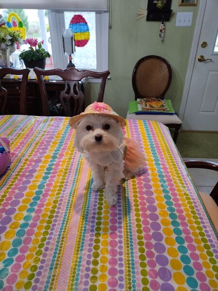 Entry image for Pia Coppola. Clicking this image will show a larger photo