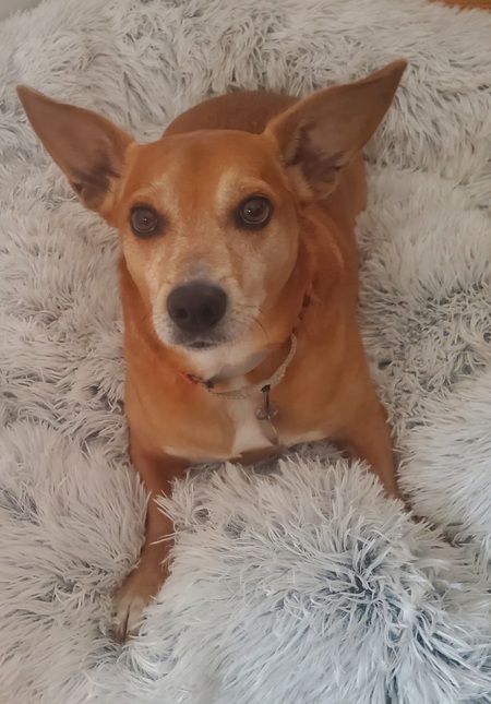 Entry image for Wilbur. Clicking this image will show a larger photo