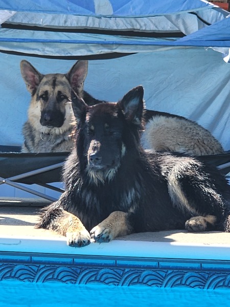 Entry image for JERSEY & LUCKY. Clicking this image will show a larger photo