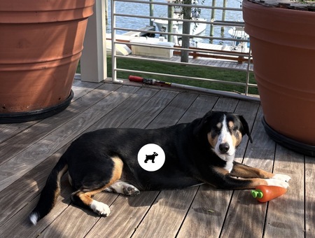 Entry image for Shelby. Clicking this image will show a larger photo