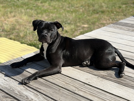 Entry image for Shadow. Clicking this image will show a larger photo
