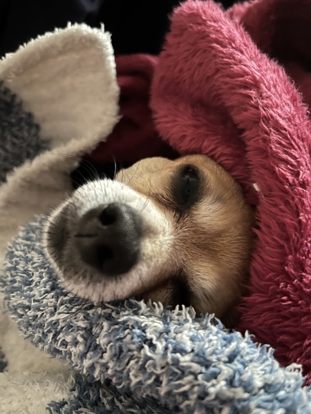 Entry image for Foxy . Clicking this image will show a larger photo
