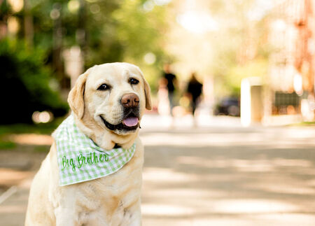 Entry image for Cooper. Clicking this image will show a larger photo
