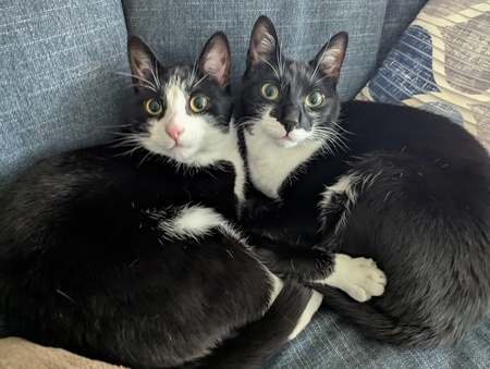 Entry image for Ollie & Elvis. Clicking this image will show a larger photo