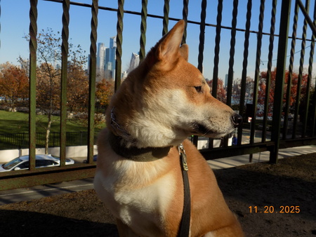 Entry image for Loki. Clicking this image will show a larger photo