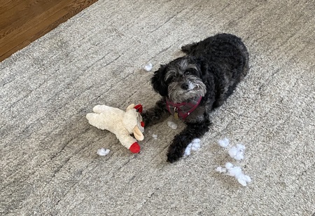 Entry image for Buddy. Clicking this image will show a larger photo