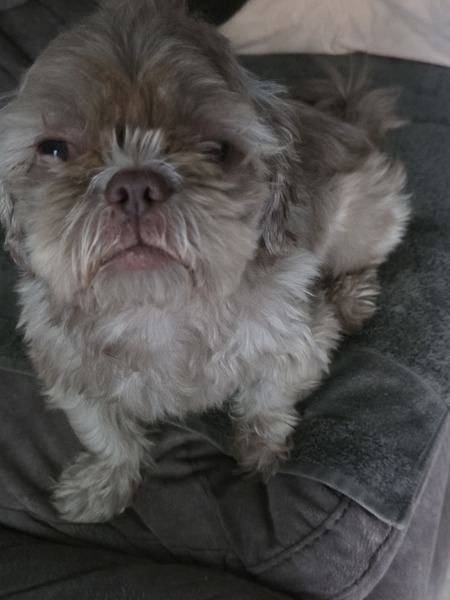 Entry image for Chewy. Clicking this image will show a larger photo