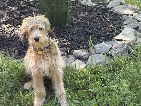 Entry image for Gracie . Clicking this image will show a larger photo