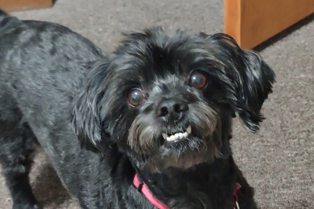 Entry image for GIGI. Clicking this image will show a larger photo