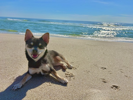 Entry image for Koda. Clicking this image will show a larger photo