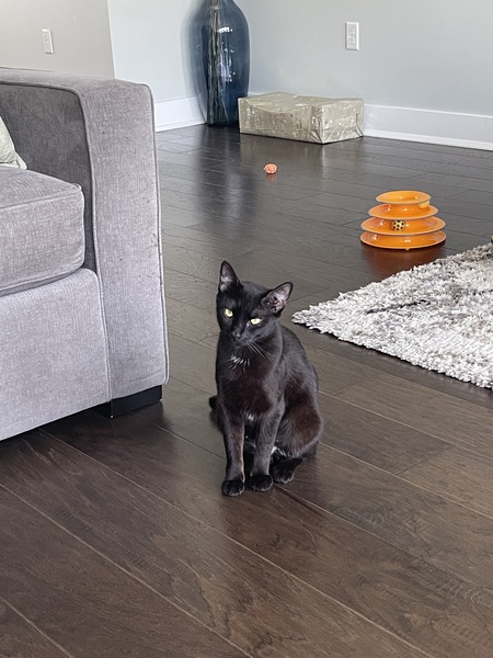 Entry image for Cleo. Clicking this image will show a larger photo