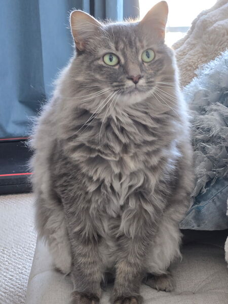 Entry image for Zoey. Clicking this image will show a larger photo