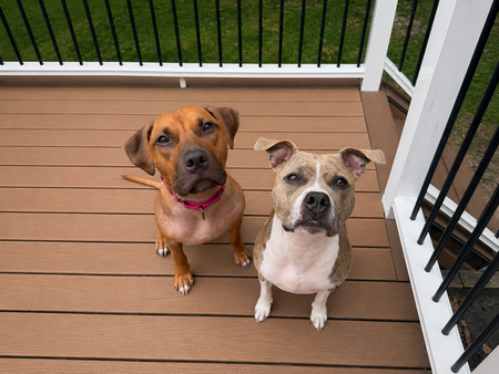Entry image for Enzo and Mia. Clicking this image will show a larger photo
