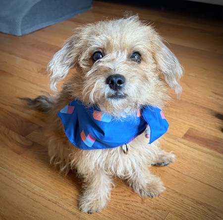Entry image for Teddy. Clicking this image will show a larger photo