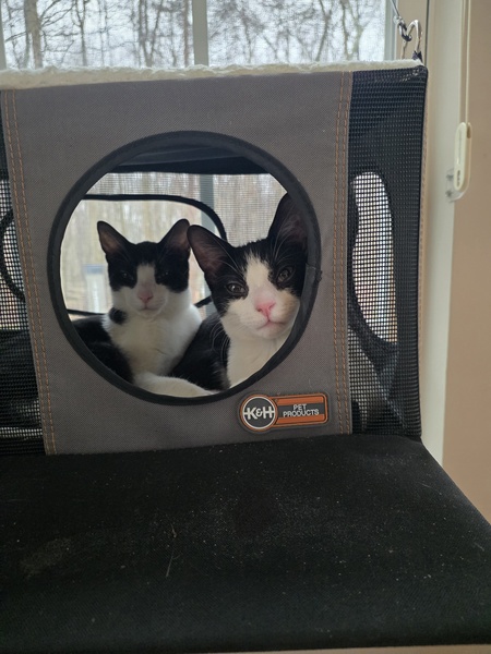 Entry image for George and Penelope. Clicking this image will show a larger photo