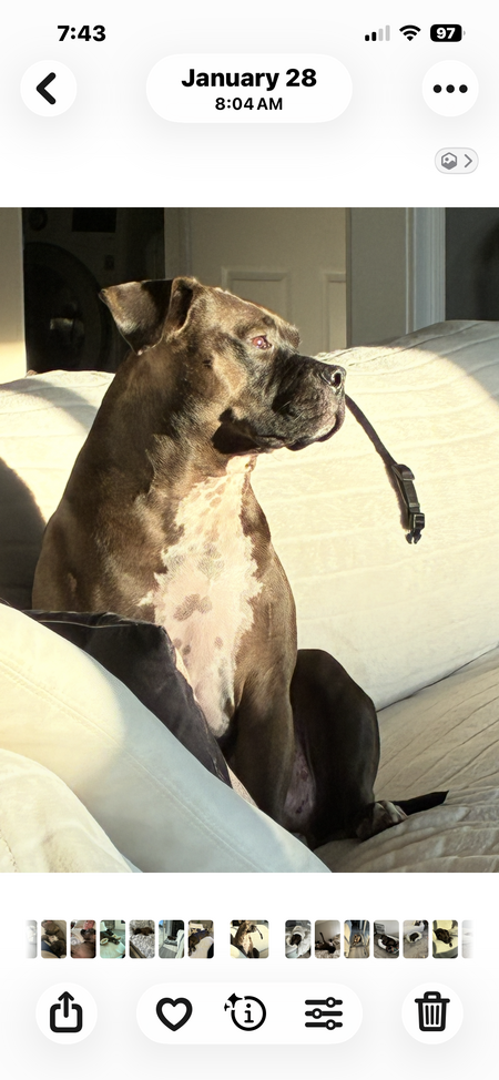Entry image for Charlie . Clicking this image will show a larger photo