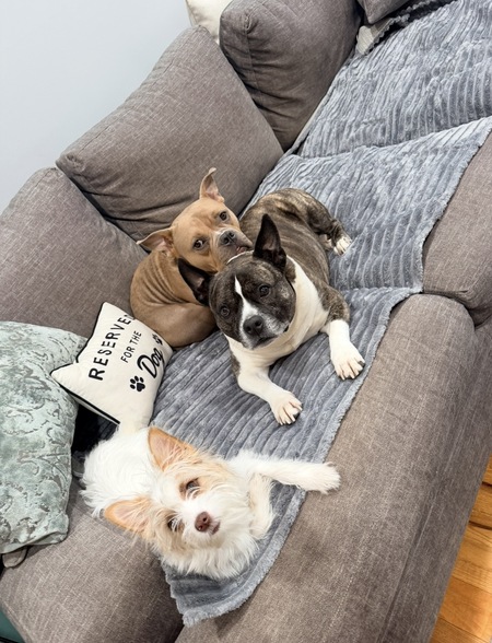 Entry image for Lola, Gigi, Cinnamon . Clicking this image will show a larger photo