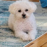 Entry image for Bella 