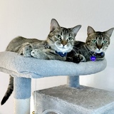 Entry image for KitKat and Jake