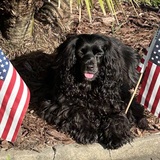 Entry image for Ollie