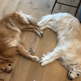 Entry image for Maxy & Ruby