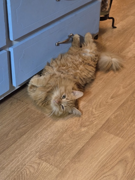 Entry image for Pee-Wee. Clicking this image will show a larger photo