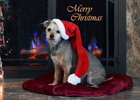 Entry image for Fritz. Clicking this image will show a larger photo