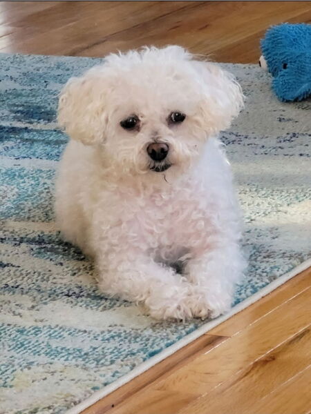 Entry image for Bella . Clicking this image will show a larger photo