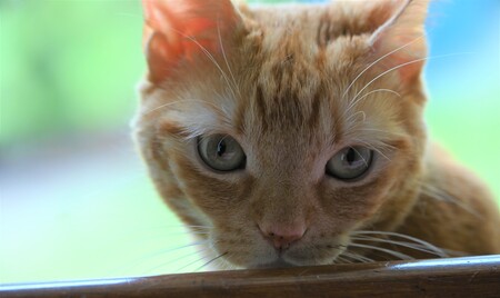 Entry image for Butters. Clicking this image will show a larger photo