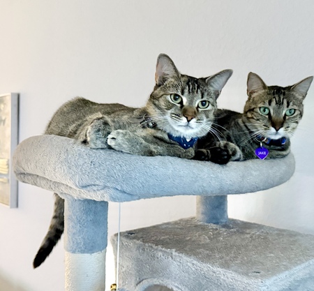 Entry image for KitKat and Jake. Clicking this image will show a larger photo