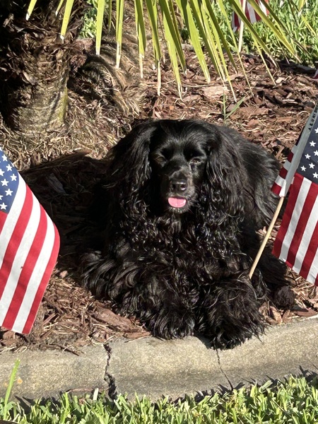 Entry image for Ollie. Clicking this image will show a larger photo