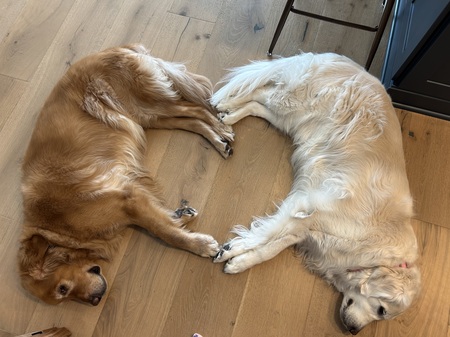 Entry image for Maxy & Ruby. Clicking this image will show a larger photo
