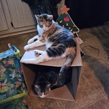 Entry image for Victoria & Callie